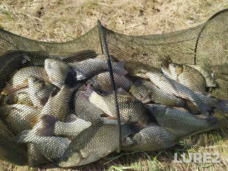 Crucian carp — Grushіvskiy stav / Grushevskiy, Aug 25, 2019