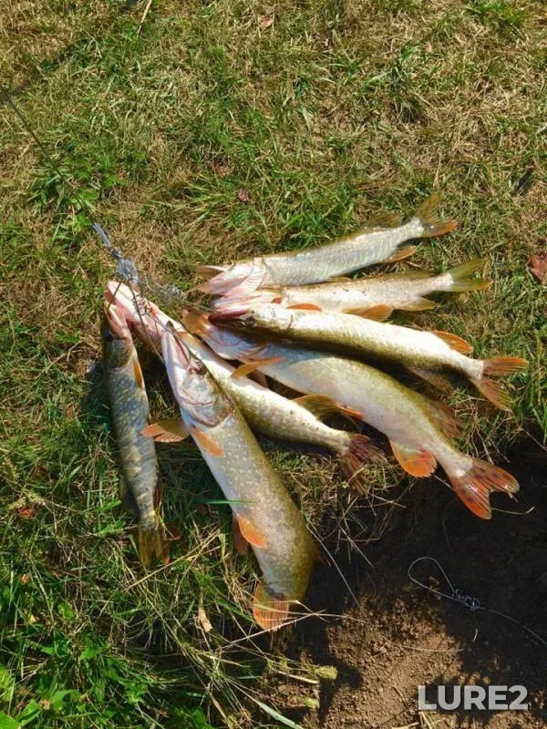 Pike — Luganska oblast, Sep 03, 2019