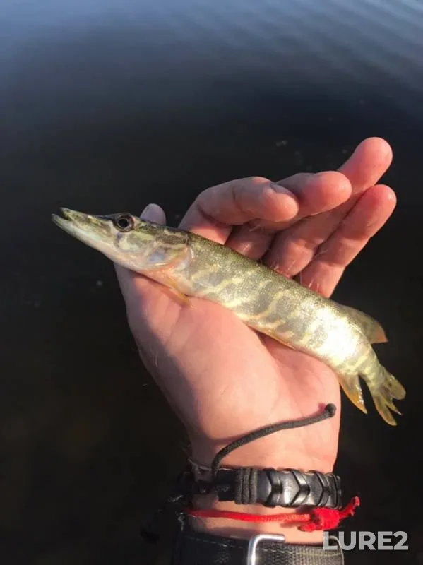 Pike — Pervozvanskoye, Sep 03, 2019