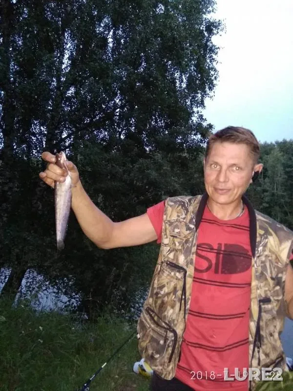 Wels catfish, Perch — Tverskaya oblast, Jul 20, 2018