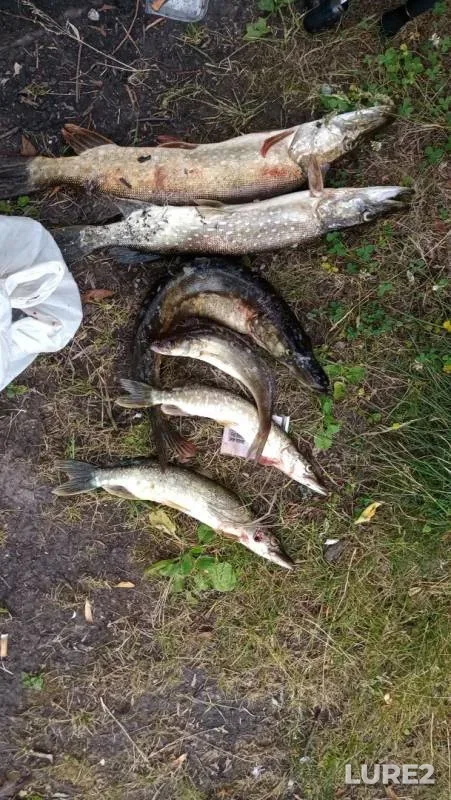 Pike — Domkinskiy zaliv, Jul 01, 2018