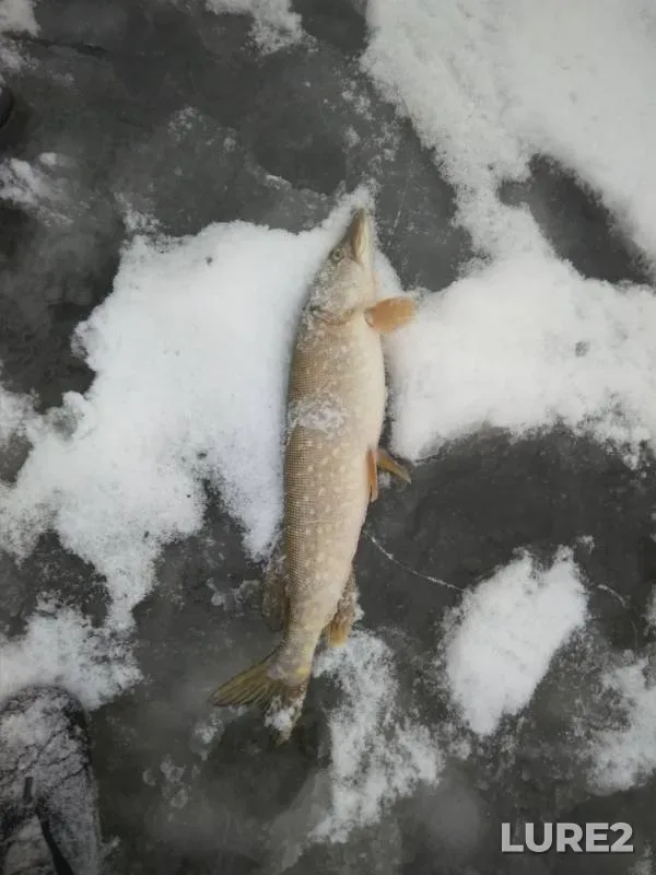 Pike — Sestra, Dec 03, 2018