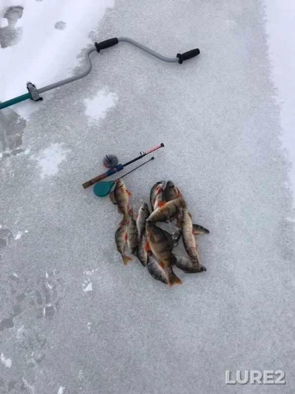 Perch, Pike — Dubna, Dec 14, 2018