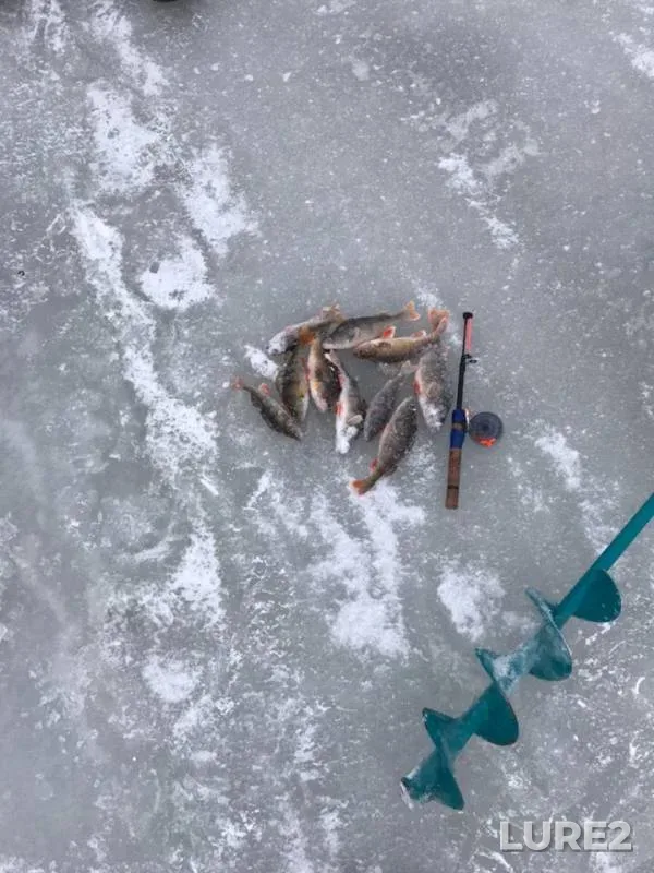 Perch — Dubna, Dec 15, 2018
