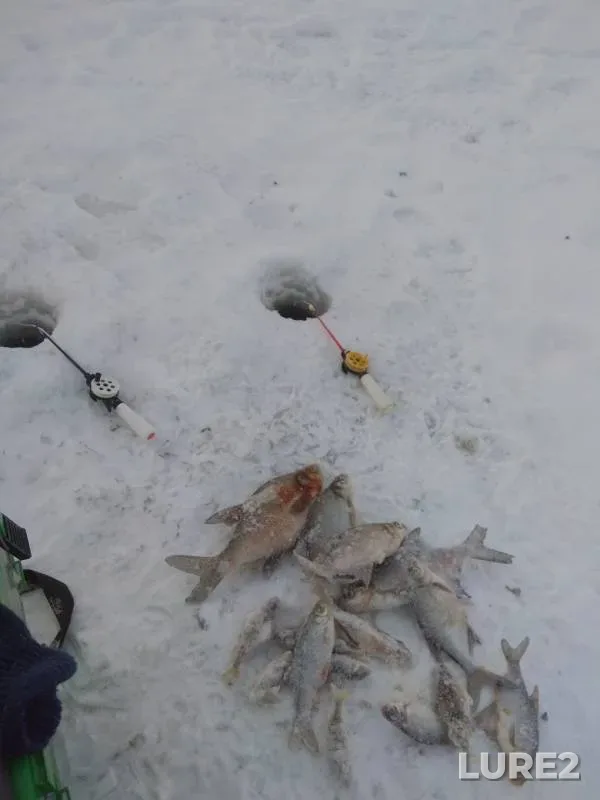 Bream — Domkinskiy zaliv, Dec 22, 2018