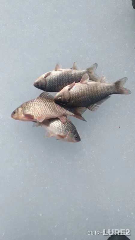 Crucian carp — Mius, Feb 23, 2019