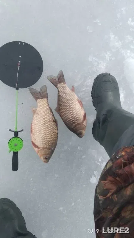 Crucian carp — Mius, Feb 22, 2019