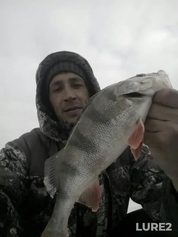 Perch — Khabarka, Apr 18, 2019