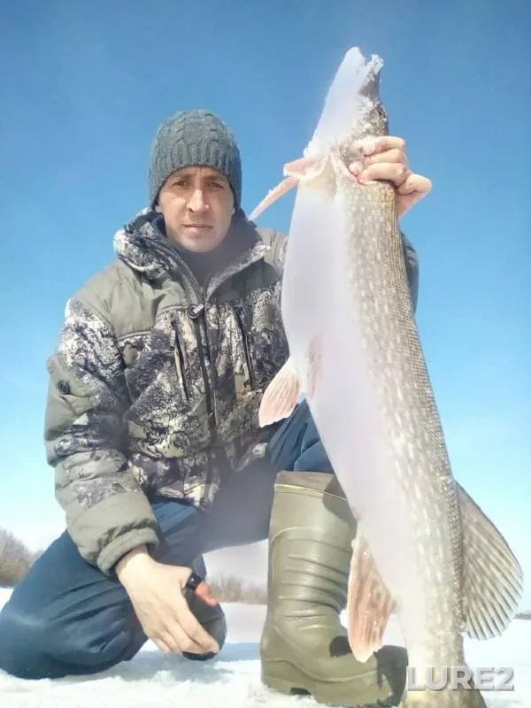 Pike — Severnaya Dvina, Apr 17, 2019