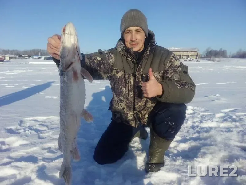 Pike — Severnaya Dvina, Mar 13, 2019