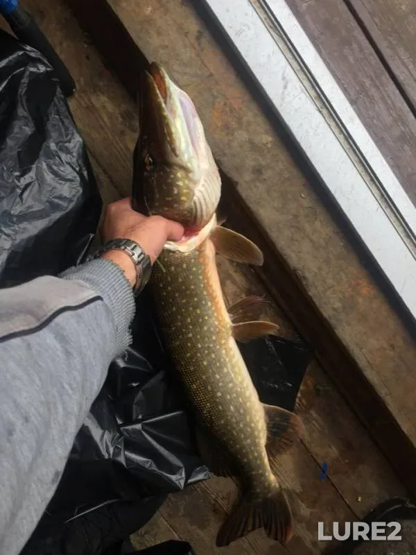 Pike — vodotok Uyemlyanka, Sep 16, 2018
