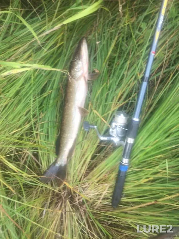 Pike — vodotok Uyemlyanka, Sep 11, 2018