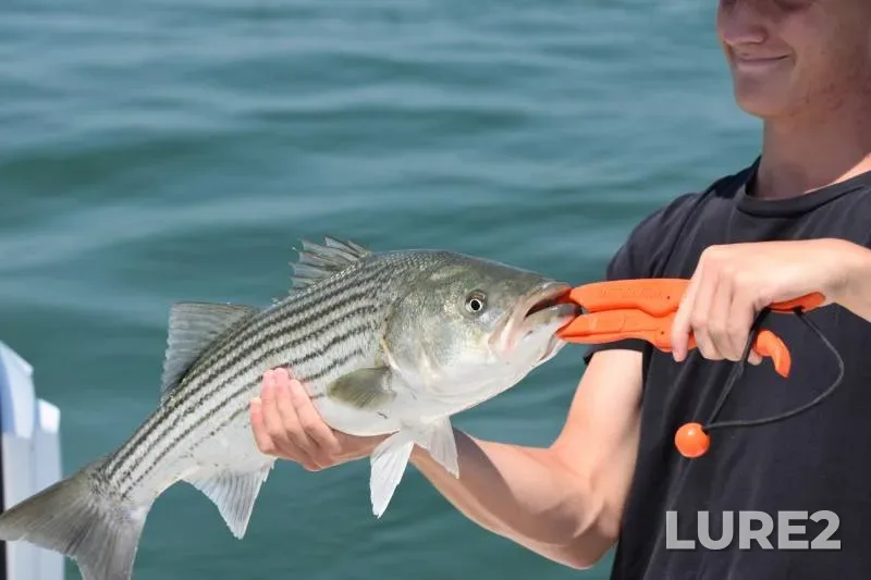 Striped bass — Massachusetts, Plymouth County, Aug 31, 2017, 8:40 AM