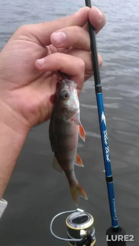 Perch, Pike — Samara, Sep 11, 2014