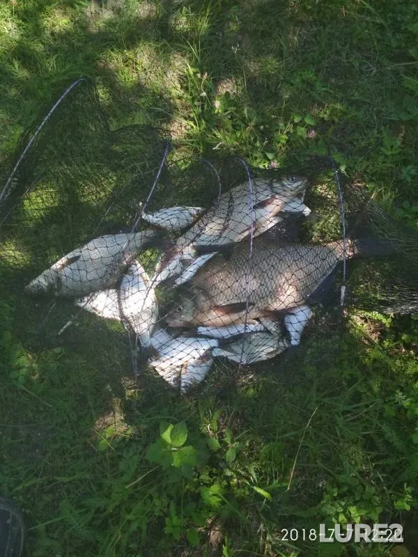 Bream — Desna, Jul 08, 2018