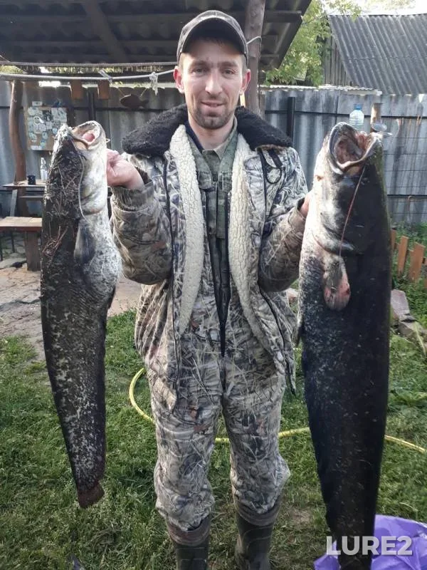 Wels catfish — Dnepr, May 12, 2018