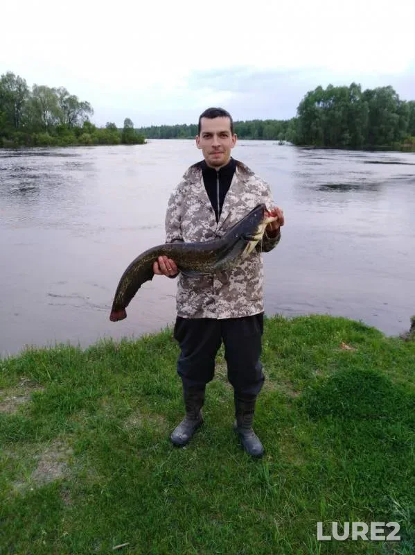 Wels catfish — Chernіgіvska oblast, May 07, 2018