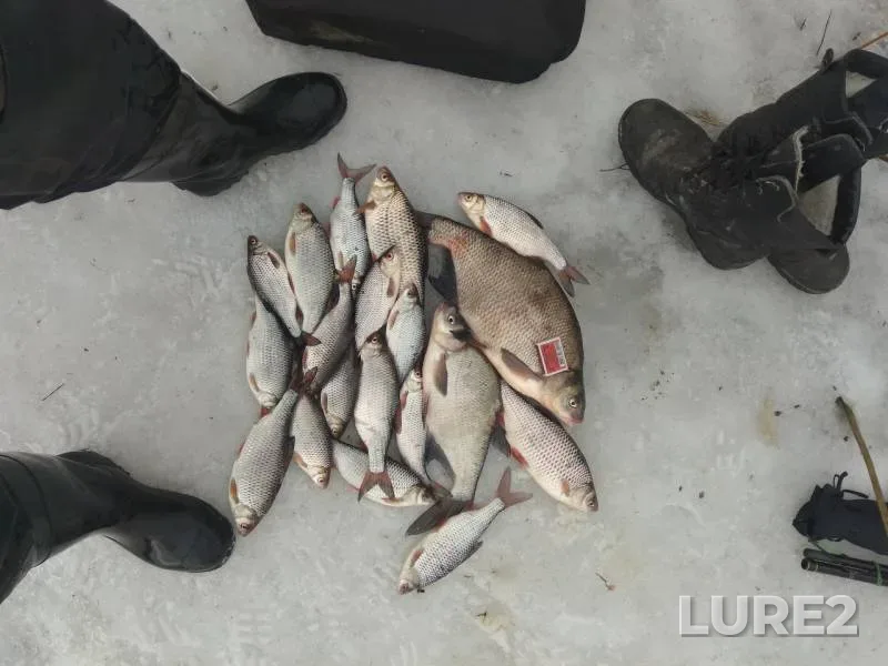 Bream, Roach — Dnepr, Apr 05, 2018