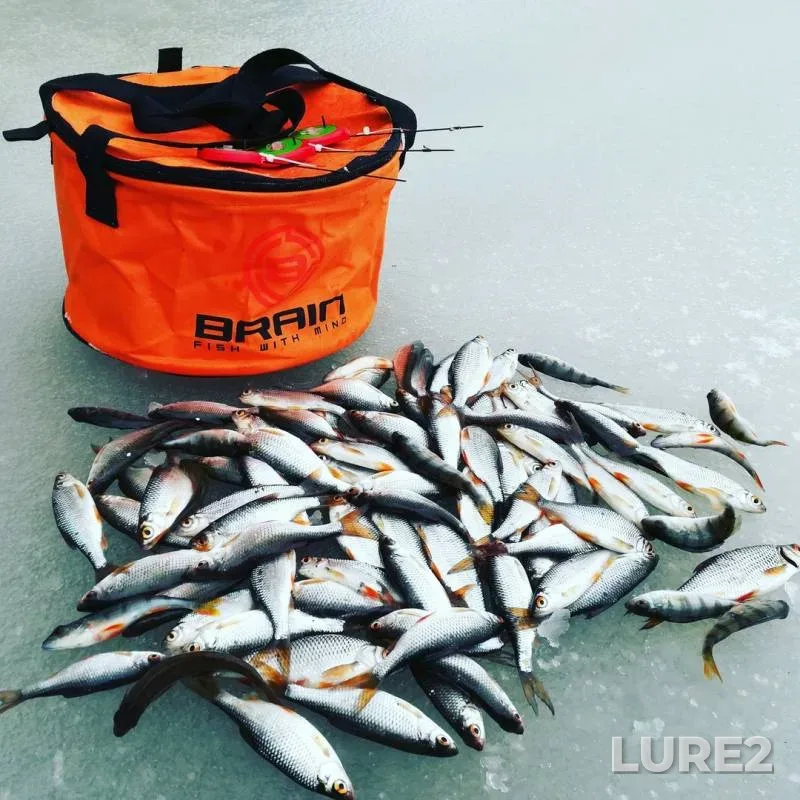 Perch, Roach — Pakulka, Feb 11, 2018