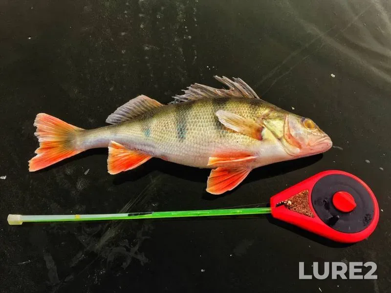 Perch — Michkar, Nov 18, 2019