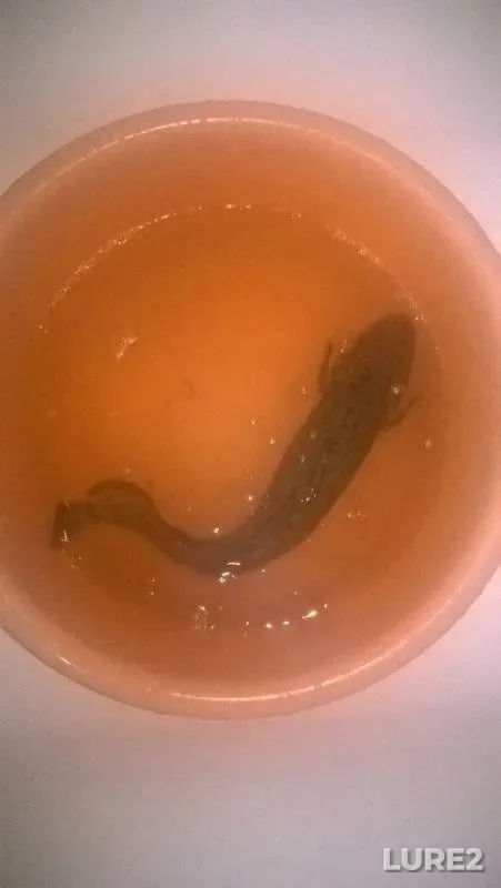 Burbot — Oka, Nov 09, 2019