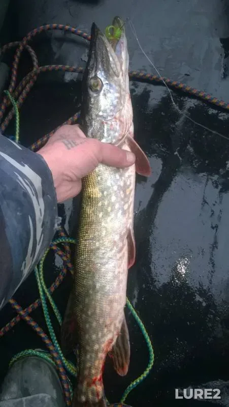 Pike, Zander — Oka, Oct 28, 2019