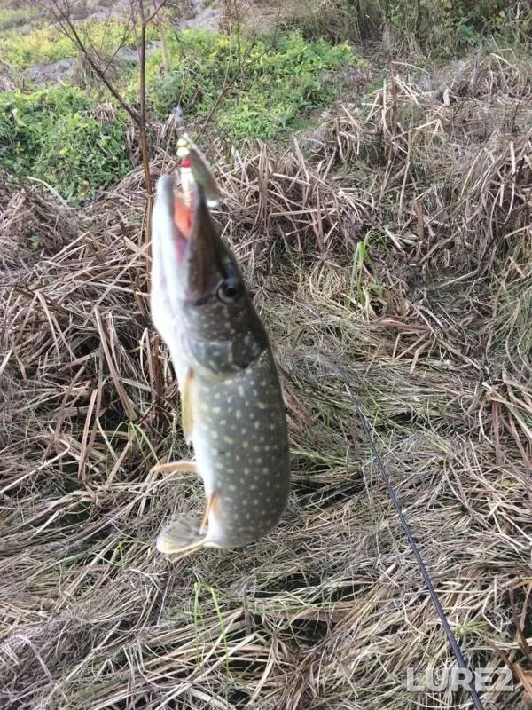 Perch, Pike — Urvanovskoye, Oct 13, 2019