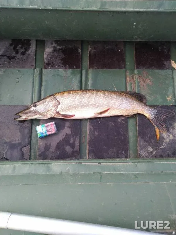 Pike — Ushna, Oct 04, 2019