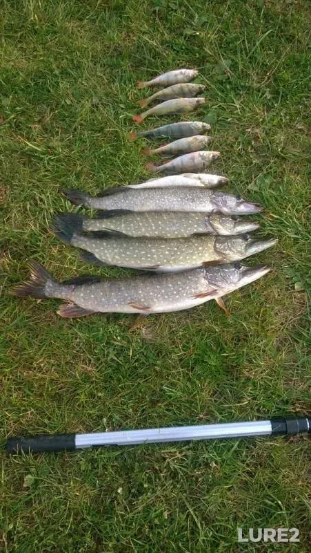 Perch, Pike — Oka, Sep 15, 2019