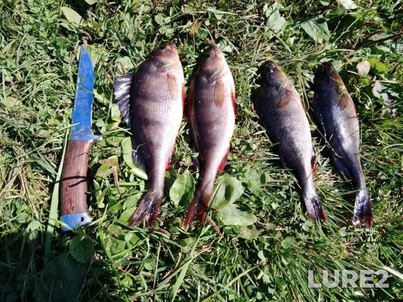 Bream, Perch — Pokolevo, Sep 01, 2019