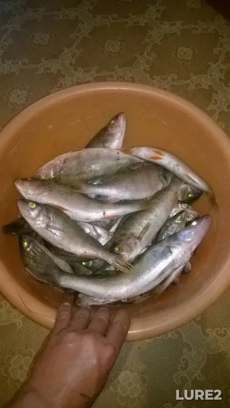 Perch, Zander — Oka, Jul 21, 2019