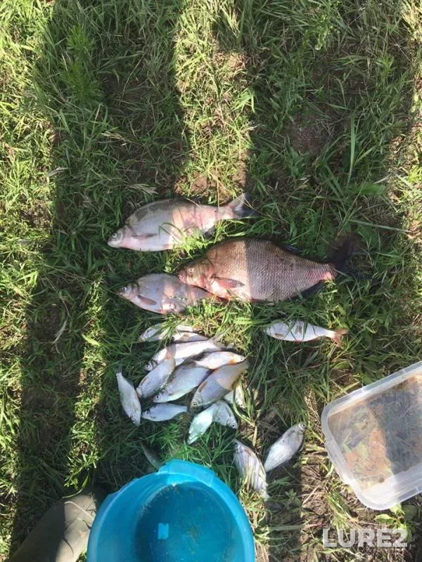 Bream, Roach — Oka, Jul 15, 2019
