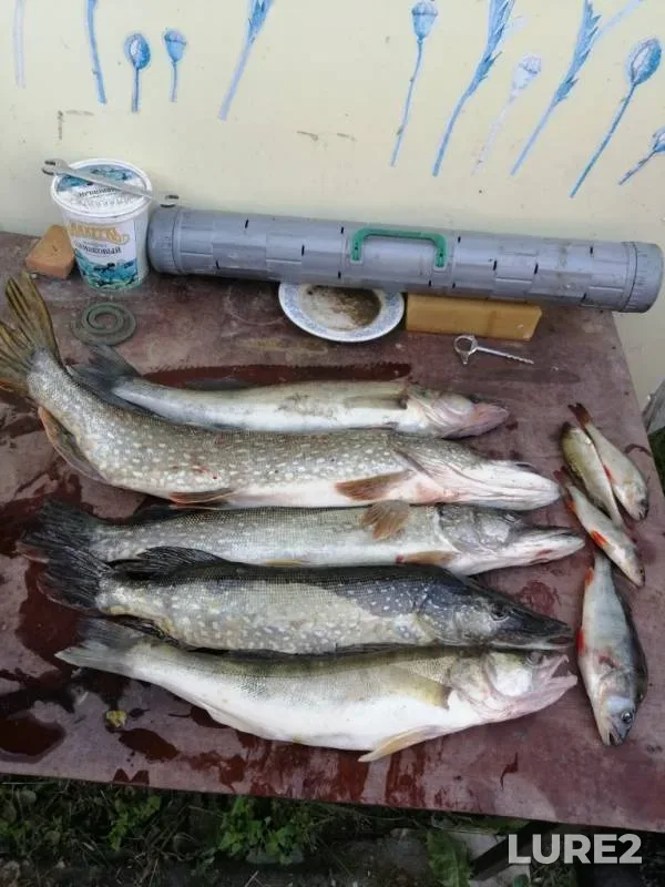 Perch, Pike — Oka, Jul 08, 2019