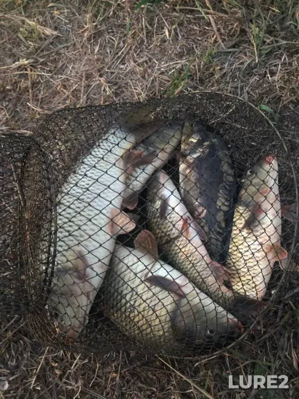 Carp — Ilevna, Jun 13, 2019