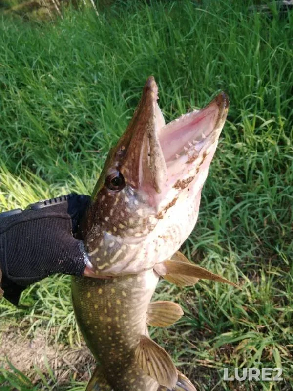 Pike — Veletma, Jun 11, 2019