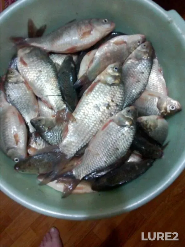Crucian carp — Nizhegorodskaya oblast, Jun 01, 2019