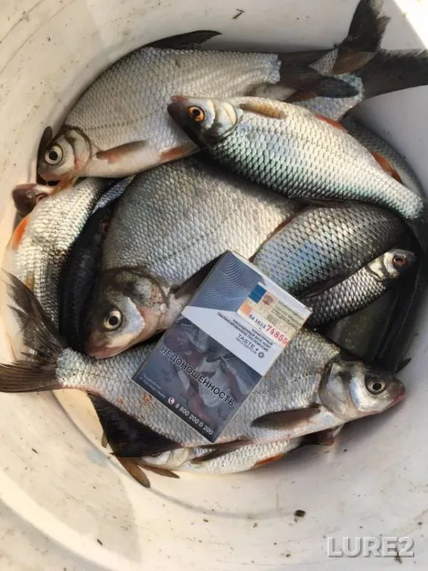 Bream, Roach — Ushna, Apr 24, 2019