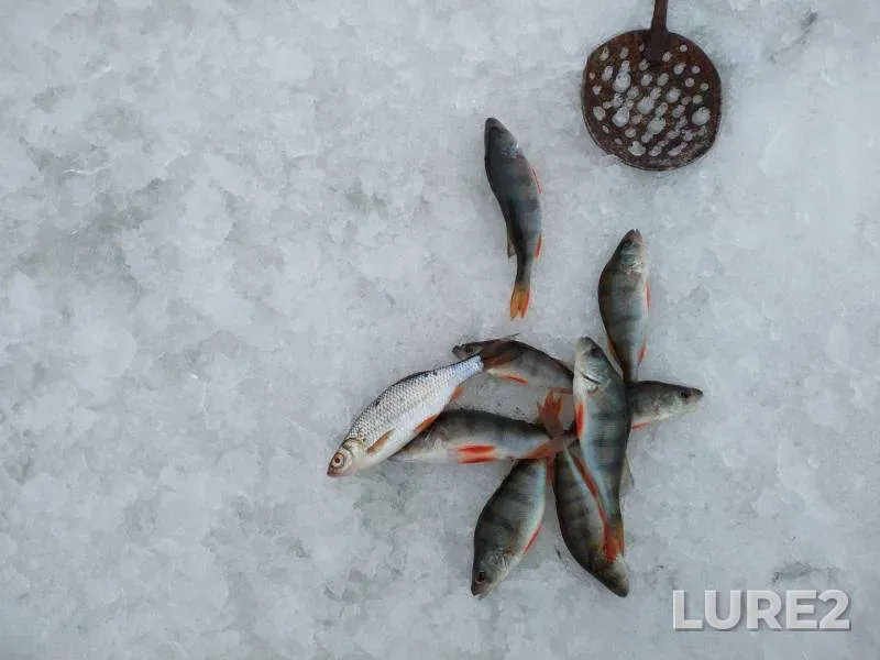 Perch, Roach — Urvanovskoye, Mar 11, 2019
