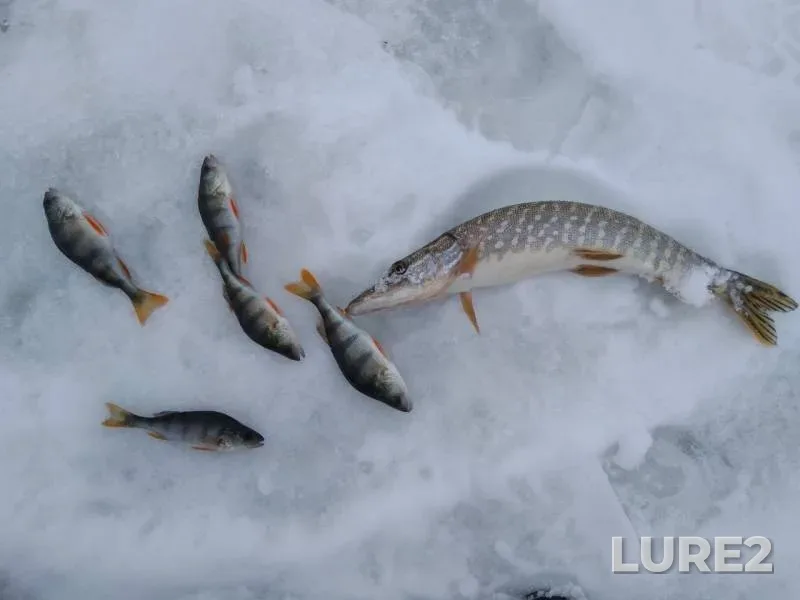 Perch, Pike — Oka, Feb 25, 2019