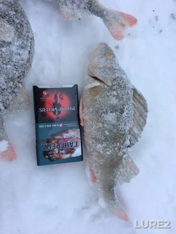 Perch — Oka, Jan 07, 2019