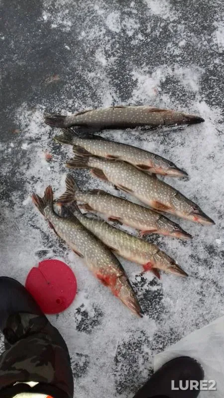 Pike — Ushna, Nov 21, 2018