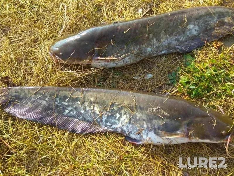 Burbot, Wels catfish — Oka, Sep 04, 2018