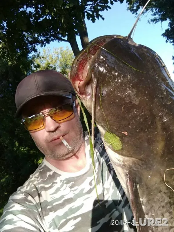 Wels catfish — Oka, Aug 18, 2018