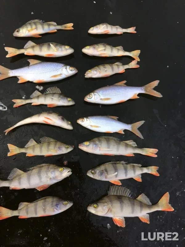 Perch, Roach — Urvanovskoye, Nov 21, 2018