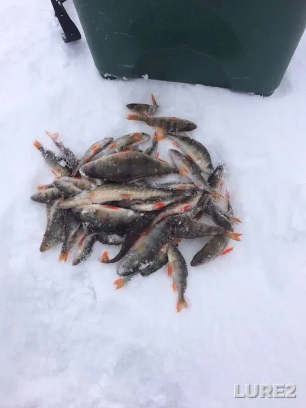 Perch, Pike — Oka, Feb 28, 2019