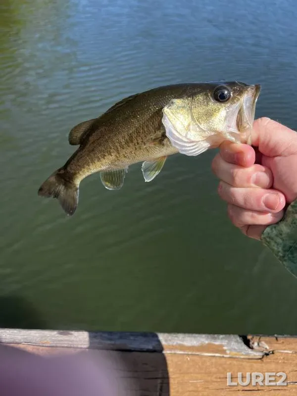 Largemouth bass — Florida, Saint Lucie County, Nov 18, 2016, 2:50 PM