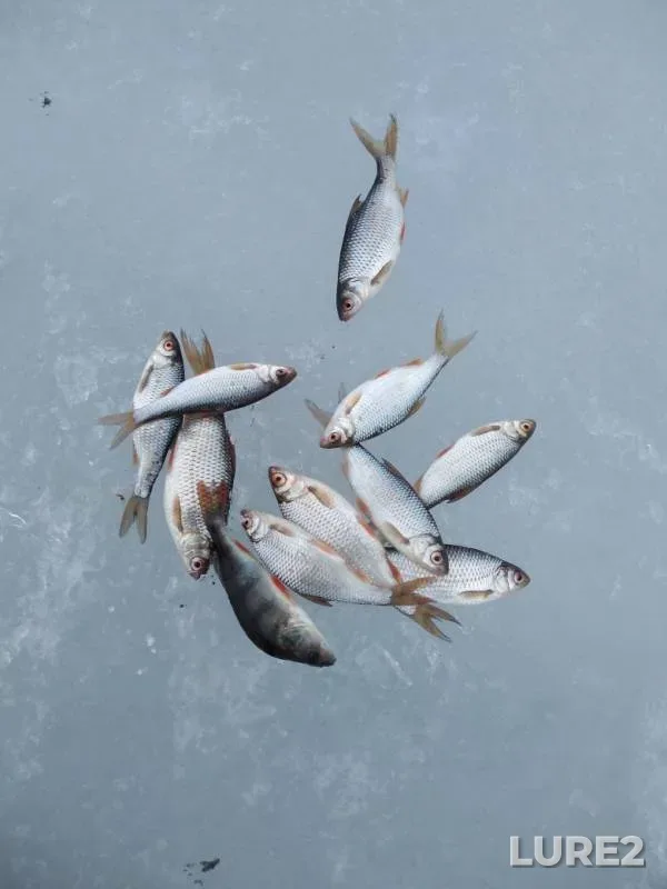 Perch, Roach — Urvanovskoye, Mar 30, 2019