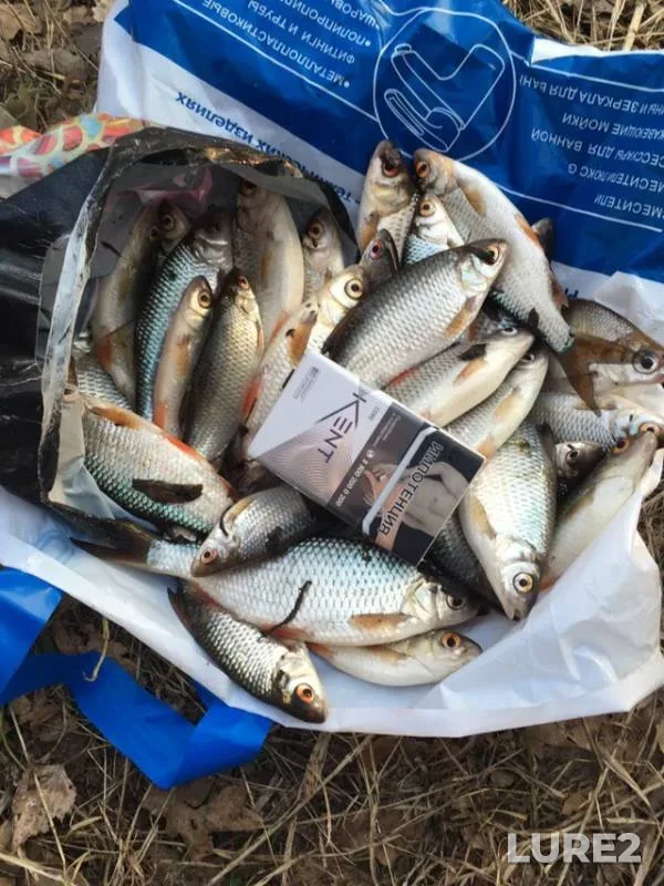 Roach — Oka, Apr 20, 2019