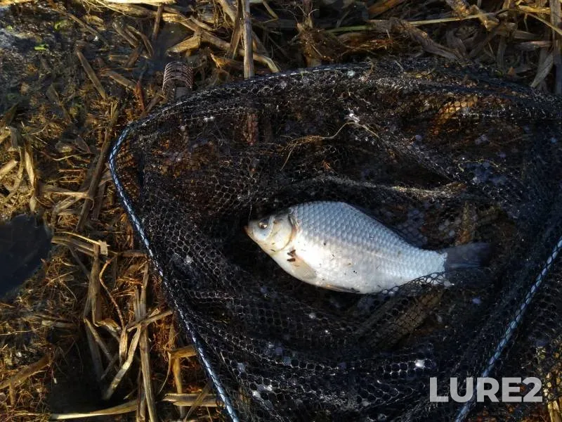 Crucian carp — Muromskiy zaton, May 03, 2019