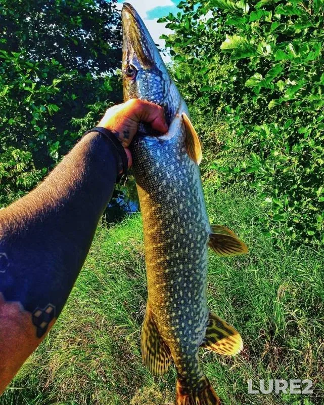 Pike — Ushna, Jul 30, 2018